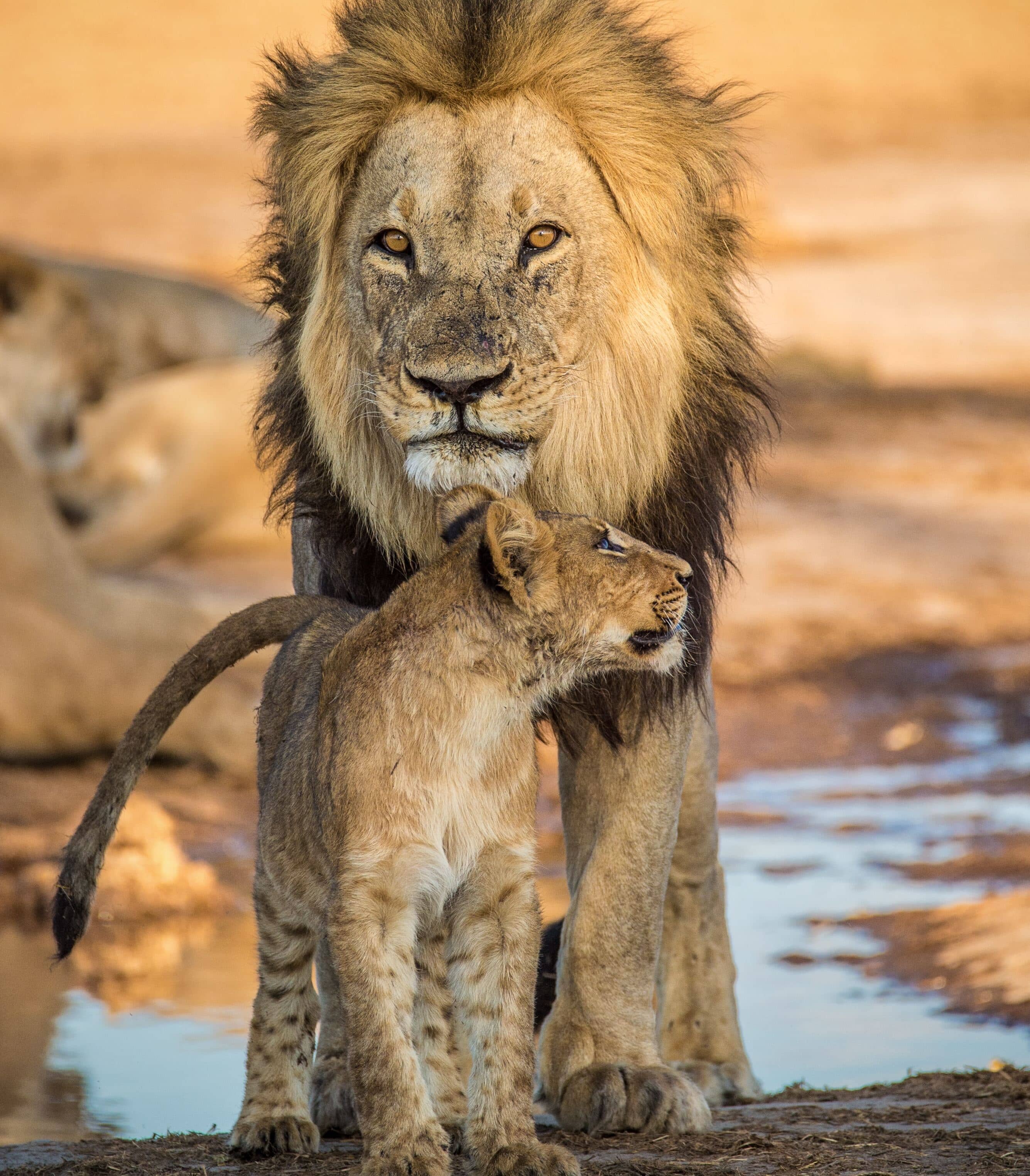 Senegal Country Banner
